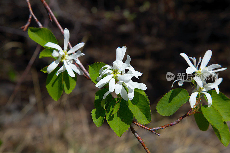 萨斯卡通浆果(Amelanchier alnifolia)在春天开花。